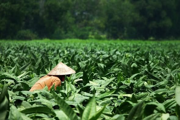 ALTIMATE AGRO LIMITED